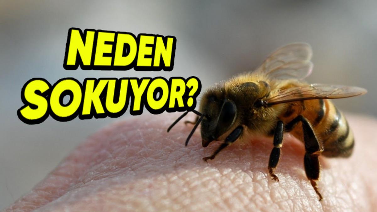 Arılar, Ansızın Gelip de Bizi Sokmaya Neden Bu Kadar Meraklı? Kendilerine Bir Faydası Var mı?