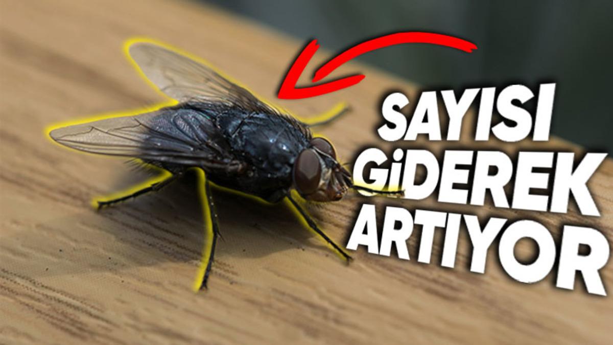 Neden Etrafımızda Bu Kadar Çok Kara Sinek Görüyoruz? Diğer Böcek Türlerinin Ölmesiyle Bir İlişkisi Var!