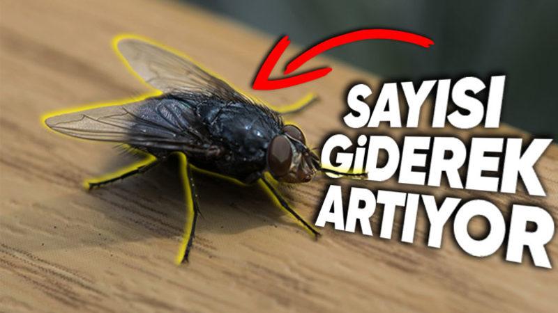 Neden Etrafımızda Bu Kadar Çok Kara Sinek Görüyoruz? Diğer Böcek Türlerinin Ölmesiyle Bir İlişkisi Var!