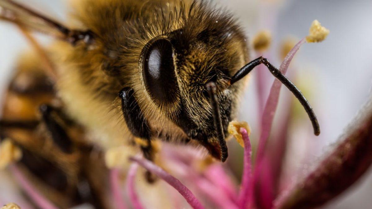 Kendileri Küçük Etkileri Büyük: Arıların Yok Olması Nasıl Oluyor da İnsanlığın Sonu Anlamına Geliyor?
