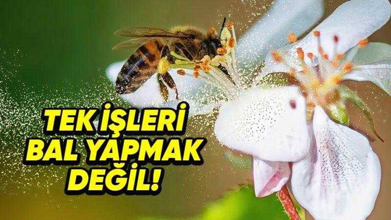 Kendileri Küçük Etkileri Büyük: Arıların Yok Olması Nasıl Oluyor da İnsanlığın Sonu Anlamına Geliyor?