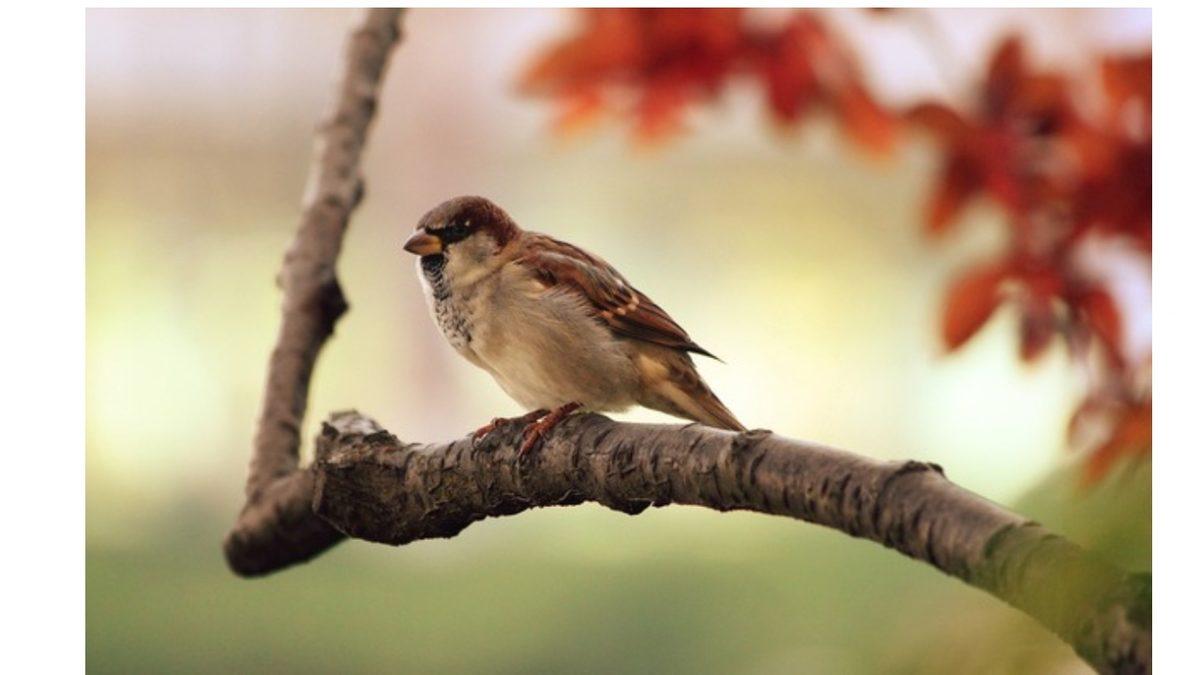 Neden Hiç Yeşil Tüylü Memeli Yok? Doğada Daha İyi Kamuflaj Sağlamaz Mıydı?
