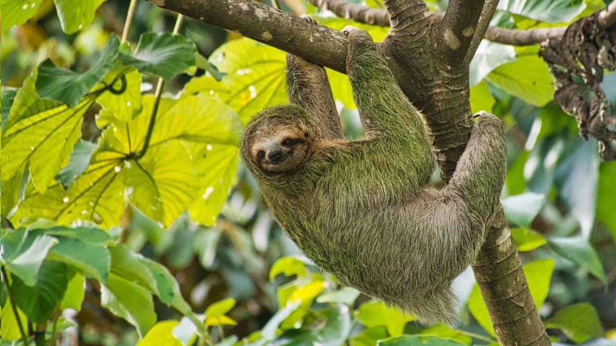 Neden Hiç Yeşil Tüylü Memeli Yok? Doğada Daha İyi Kamuflaj Sağlamaz Mıydı?