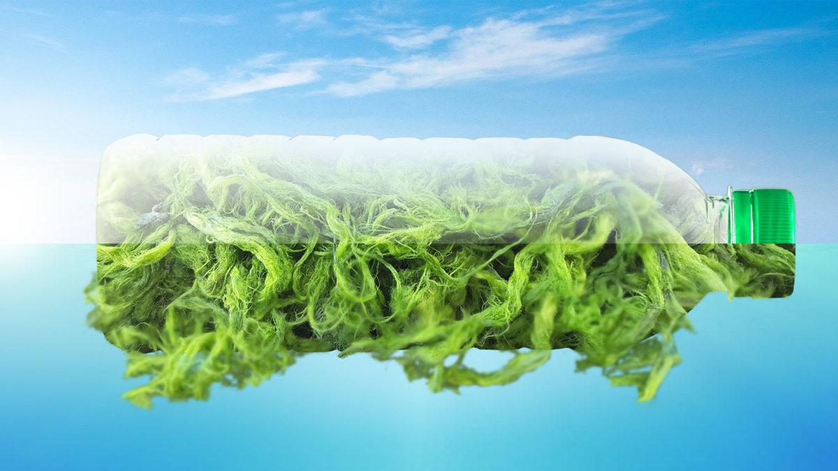 Basit Bir Yosun, Dünyanın En Büyük Sorunu Olan Plastiklerin Yerini Alabilir! (İyi de Nasıl?)