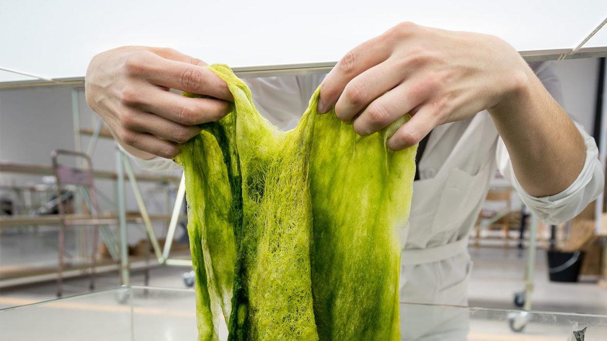 Basit Bir Yosun, Dünyanın En Büyük Sorunu Olan Plastiklerin Yerini Alabilir! (İyi de Nasıl?)