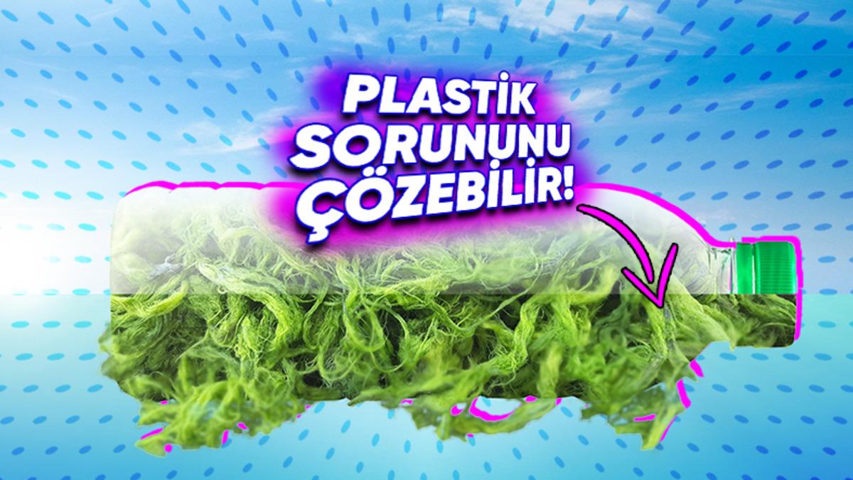 Basit Bir Yosun, Dünyanın En Büyük Sorunu Olan Plastiklerin Yerini Alabilir! (İyi de Nasıl?)