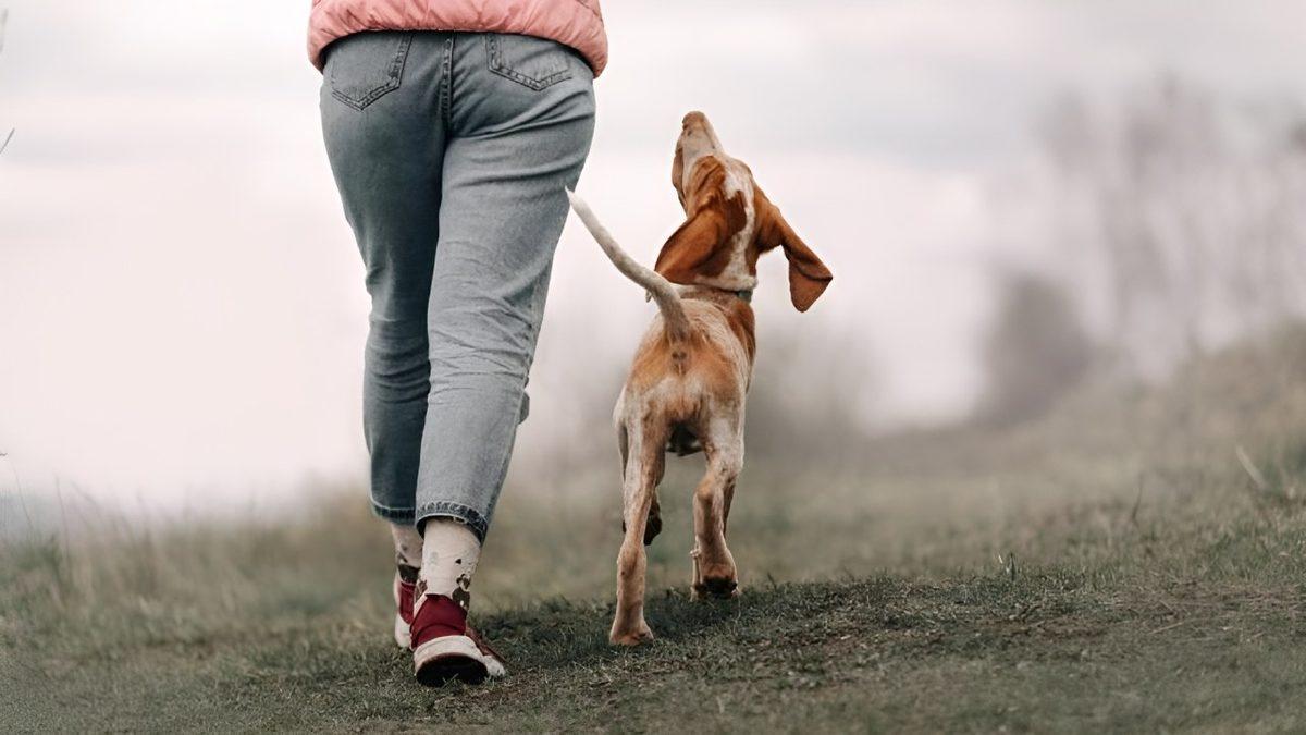 Köpekler, Nereye Gittiğimiz Fark Etmeksizin Neden Sürekli Bizi Takip Ederler? (Tuvalette Bile Yanımızdalar!)