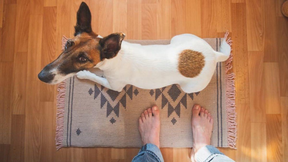 Köpekler, Nereye Gittiğimiz Fark Etmeksizin Neden Sürekli Bizi Takip Ederler? (Tuvalette Bile Yanımızdalar!)