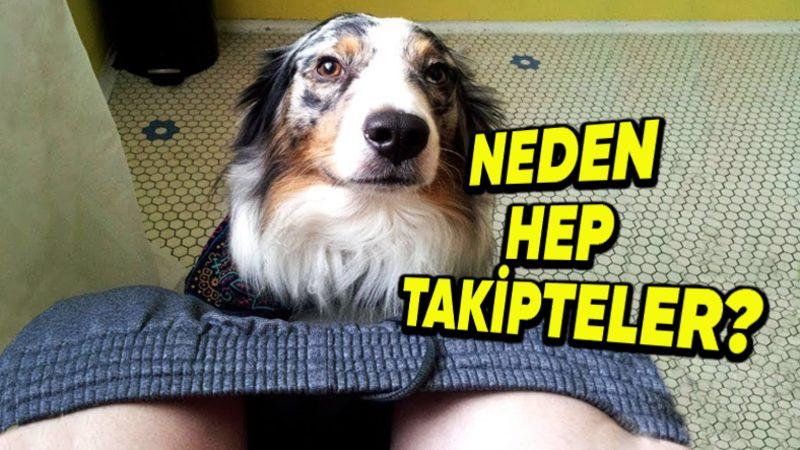 Köpekler, Nereye Gittiğimiz Fark Etmeksizin Neden Sürekli Bizi Takip Ederler? (Tuvalette Bile Yanımızdalar!)
