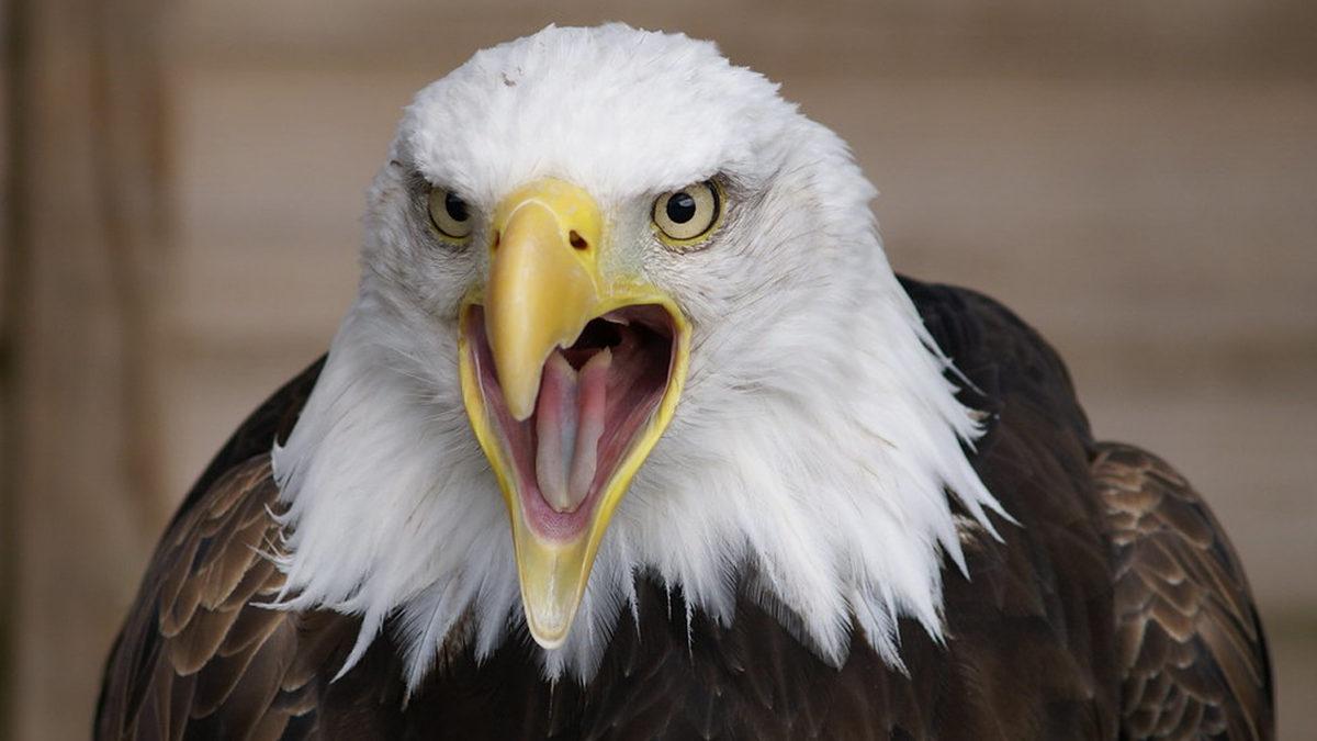 Kuşların Diş Yerine Gagalarının Olmasının İlginç Sebebi Sizi Biraz Şaşırtacak!