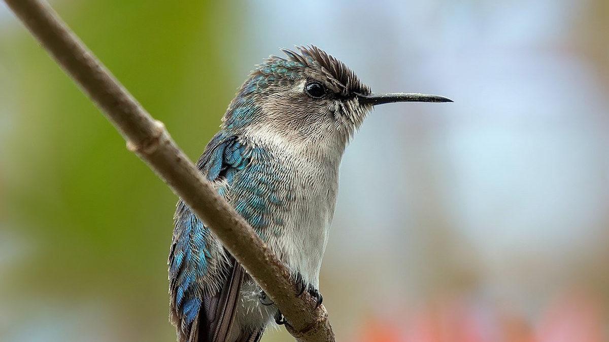 Kuşların Diş Yerine Gagalarının Olmasının İlginç Sebebi Sizi Biraz Şaşırtacak!