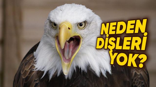 Kuşların Diş Yerine Gagalarının Olmasının İlginç Sebebi Sizi Biraz Şaşırtacak!