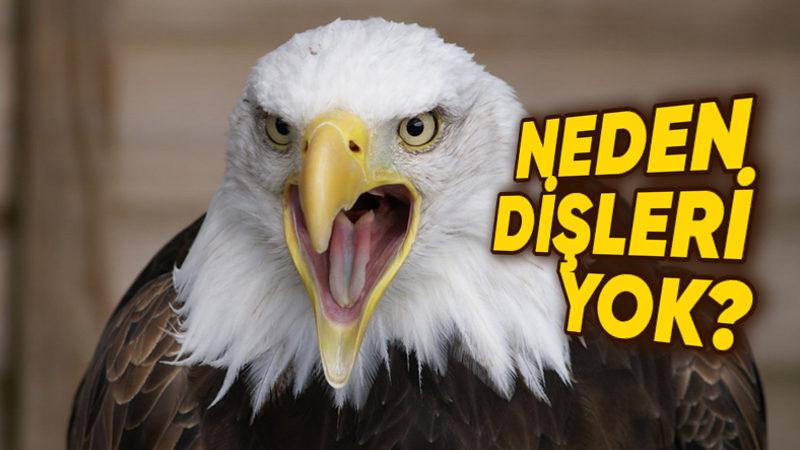 Kuşların Diş Yerine Gagalarının Olmasının İlginç Sebebi Sizi Biraz Şaşırtacak!