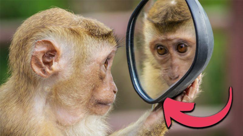 Aynaya Bakan Hayvanlar Kendilerini Tanıyabilir mi? Yoksa Onlar İçin Bu Yansıma, Bir Başka Canlıya mı Ait?
