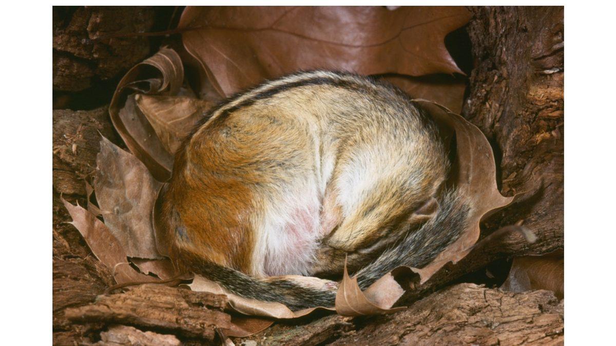 Kış Uykusuna Yatan Hayvanlar Alarmları Çalmış Gibi Ne Zaman Uyanacaklarını Nereden Anlıyor?