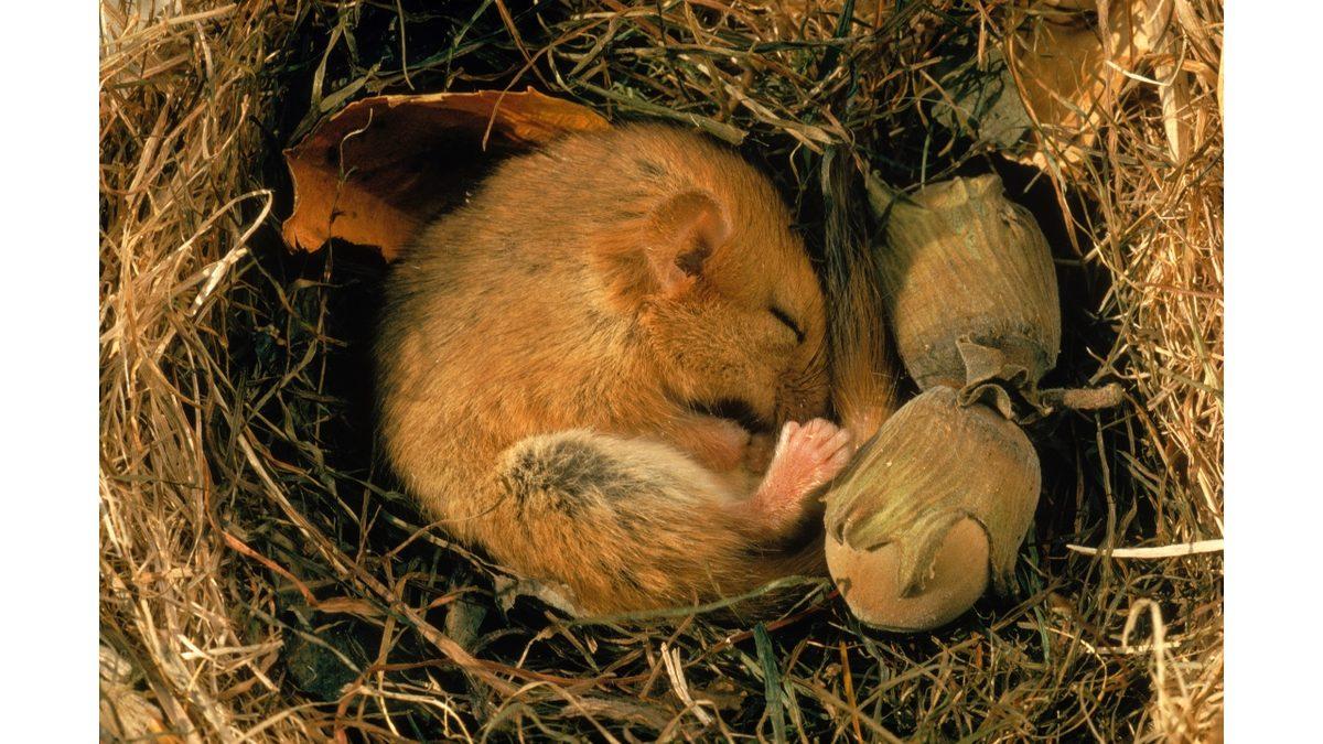 Kış Uykusuna Yatan Hayvanlar Alarmları Çalmış Gibi Ne Zaman Uyanacaklarını Nereden Anlıyor?