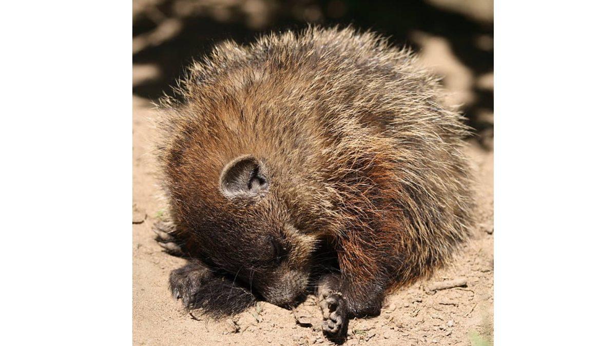 Kış Uykusuna Yatan Hayvanlar Alarmları Çalmış Gibi Ne Zaman Uyanacaklarını Nereden Anlıyor?