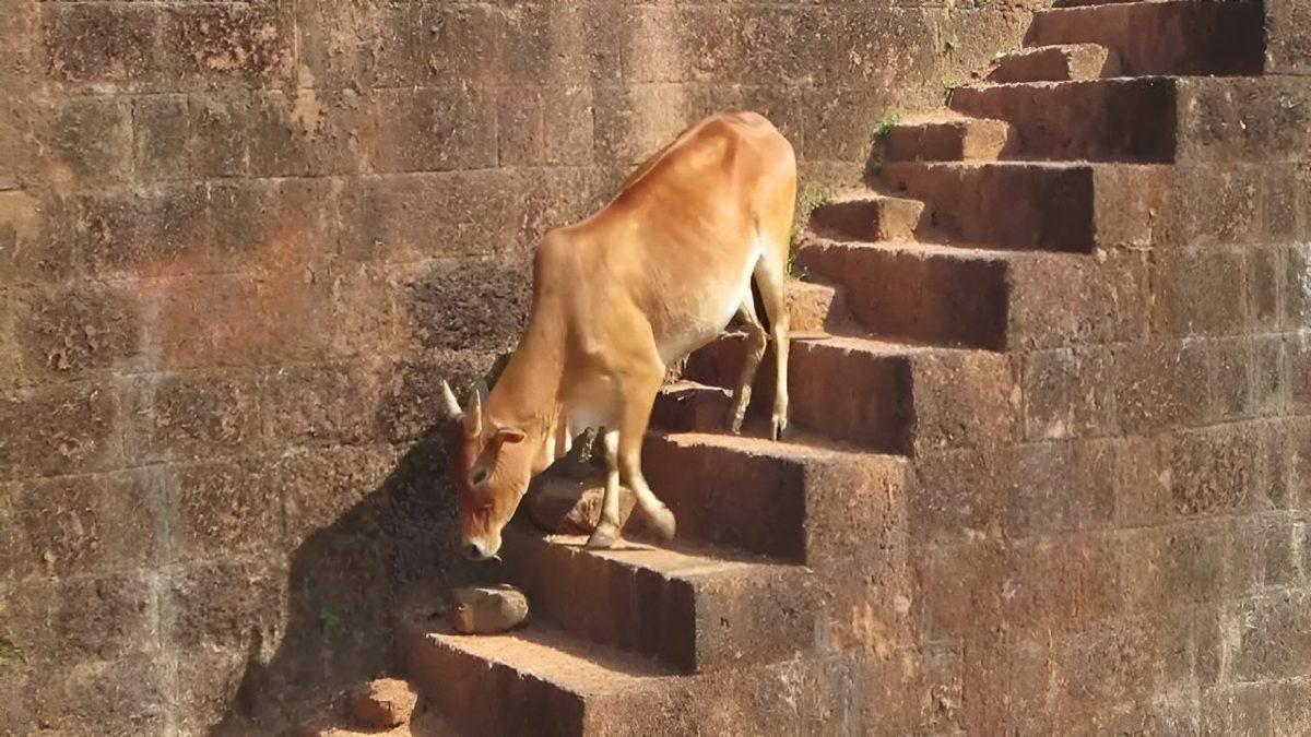 Fizyolojik ve Psikolojik Sebepleri Var: Merdivenleri Çıkmayı Kolayca Başarabilen İnekler İş İnmeye Geldiğinde Neden Donakalır?