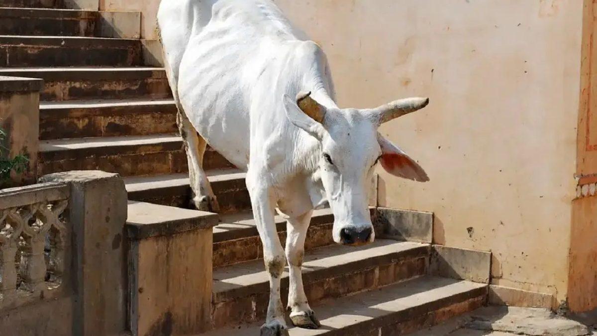 Fizyolojik ve Psikolojik Sebepleri Var: Merdivenleri Çıkmayı Kolayca Başarabilen İnekler İş İnmeye Geldiğinde Neden Donakalır?