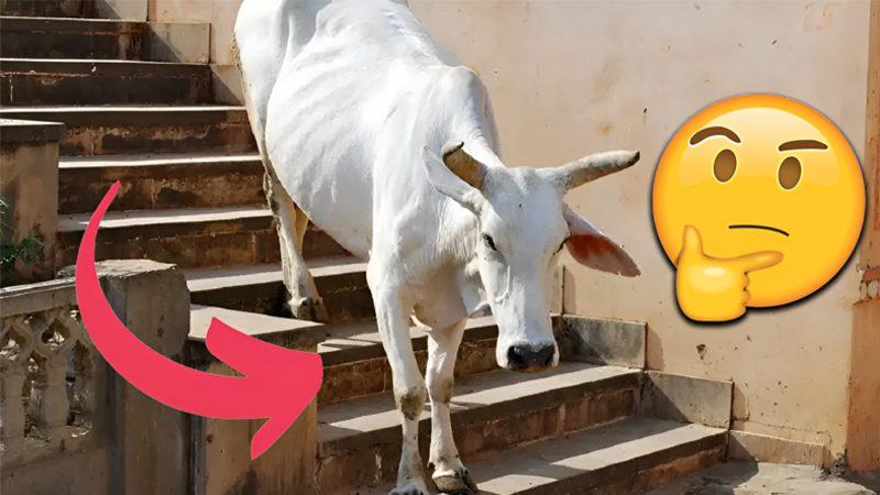 Fizyolojik ve Psikolojik Sebepleri Var: Merdivenleri Çıkmayı Kolayca Başarabilen İnekler İş İnmeye Geldiğinde Neden Donakalır?
