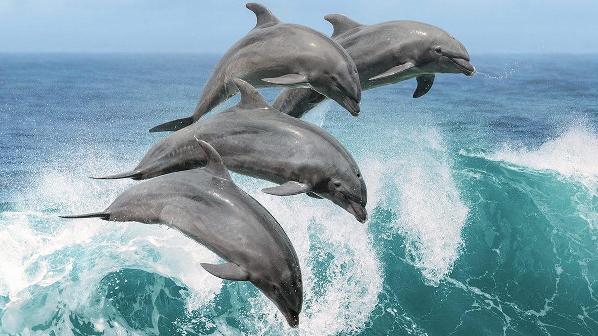 Birçok Hayvanın İnsanlardan Daha Büyük Beyni Varken Neden Bizden Daha Akıllı Değiller?