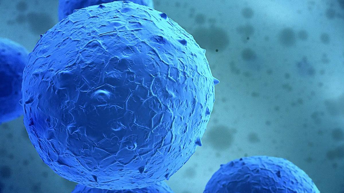 Organlarımız Ulaşması Gereken Boyutu Nasıl Biliyor ve Daha da Büyümüyor?