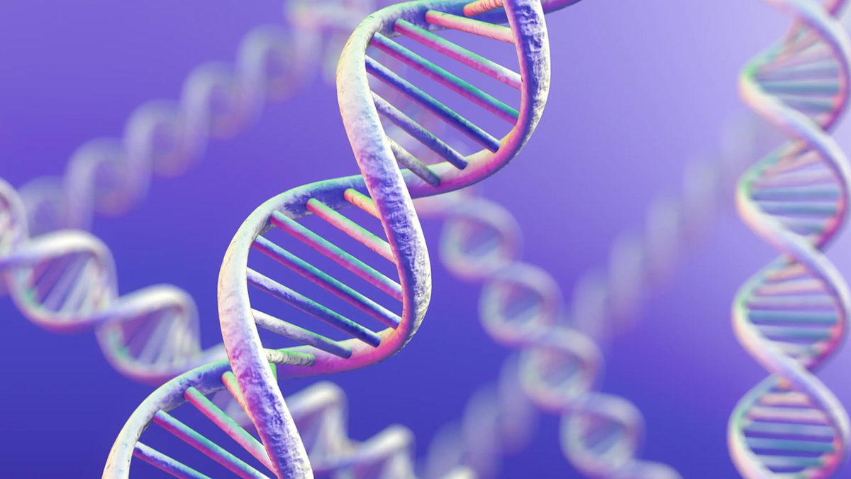 Organlarımız Ulaşması Gereken Boyutu Nasıl Biliyor ve Daha da Büyümüyor?