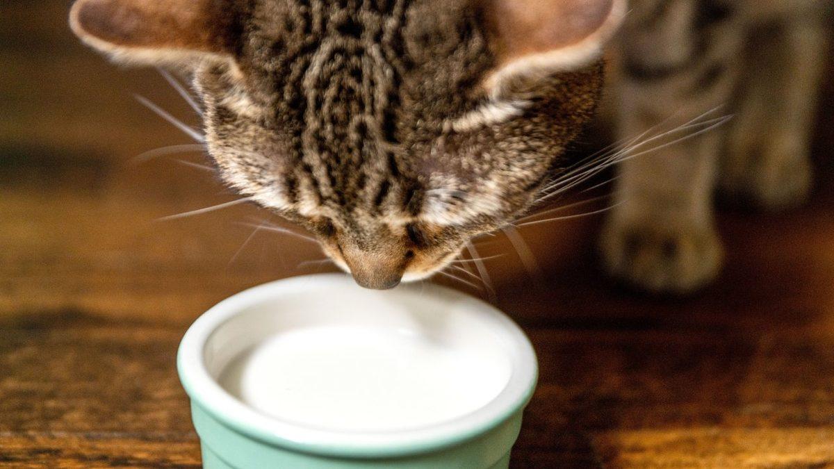 Karnı Aç Olan Bir Kediyi Süt İle Beslemek Ne Kadar Doğru? Cevap Sizi Biraz Şaşırtabilir!