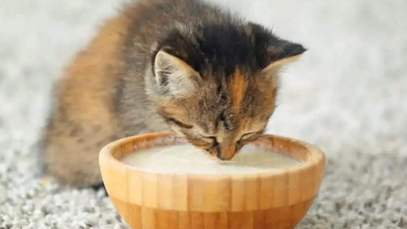 Karnı Aç Olan Bir Kediyi Süt İle Beslemek Ne Kadar Doğru? Cevap Sizi Biraz Şaşırtabilir!