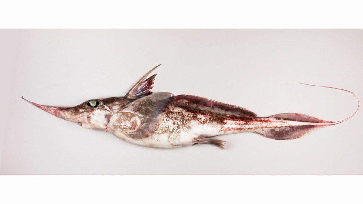 Pasifik Okyanusu’nun Derinliklerinde ’Hayalet Köpekbalığı’ Keşfedildi