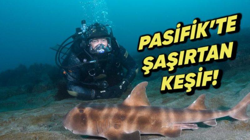 Pasifik Okyanusu’nun Derinliklerinde ’Hayalet Köpekbalığı’ Keşfedildi