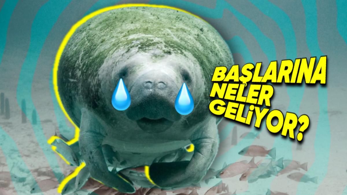 Buz Dağının Görünmeyen Kısmı: Kasırga Çıktığında Suda Yaşayan Canlılara Ne Oluyor?