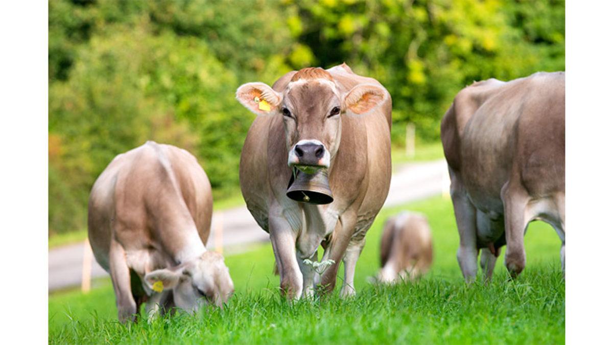 Bir Hayvanın Beslenme Düzenini Değiştirsek Ürettikleri Gıdaların Türü de Değişebilir mi?