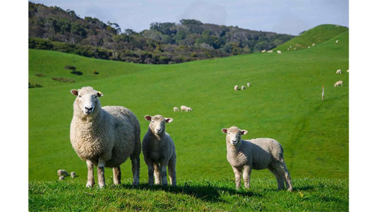 Bir Hayvanın Beslenme Düzenini Değiştirsek Ürettikleri Gıdaların Türü de Değişebilir mi?