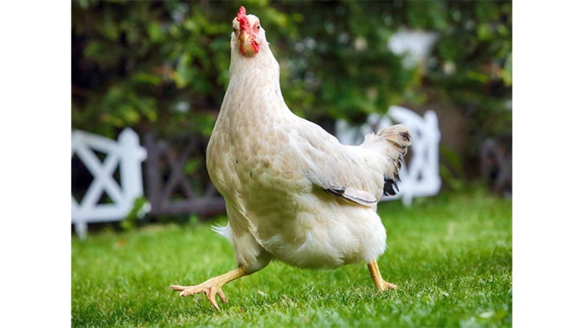 Bir Hayvanın Beslenme Düzenini Değiştirsek Ürettikleri Gıdaların Türü de Değişebilir mi?