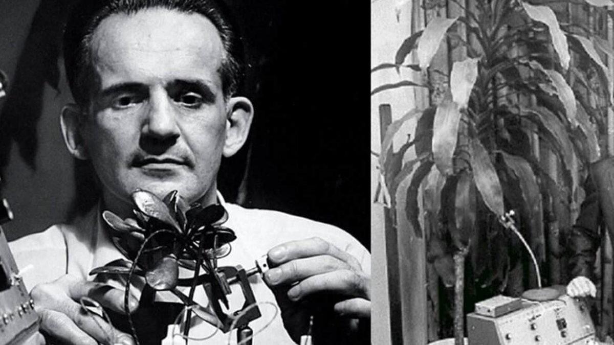 Bitkilerin de Tıpkı Bizler Gibi Acıyı Hissedebildiğini Savunan Backster Etkisi (Bilim Dünyasında Büyük Bir Anlaşmazlığa Yol Açmış!)