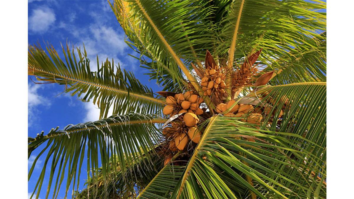 Suyun Bile Ulaşamayacağı Kadar Metrelerce Yükseklikte Yetişen Hindistan Cevizinin İçi Nasıl Su Dolu Olabiliyor?
