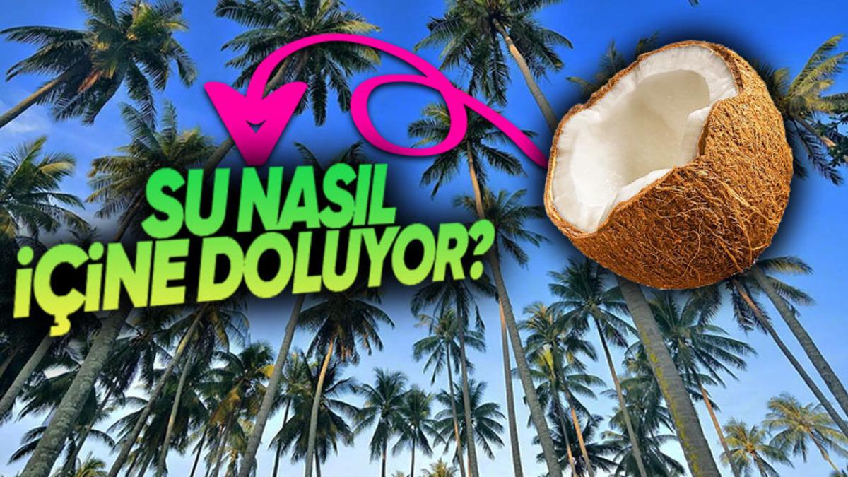 Suyun Bile Ulaşamayacağı Kadar Metrelerce Yükseklikte Yetişen Hindistan Cevizinin İçi Nasıl Su Dolu Olabiliyor?