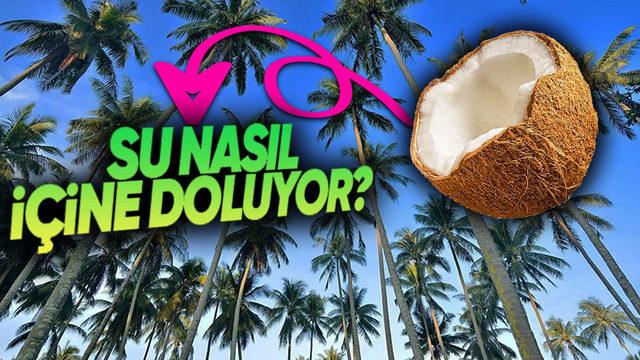 Suyun Bile Ulaşamayacağı Kadar Metrelerce Yükseklikte Yetişen Hindistan Cevizinin İçi Nasıl Su Dolu Olabiliyor?