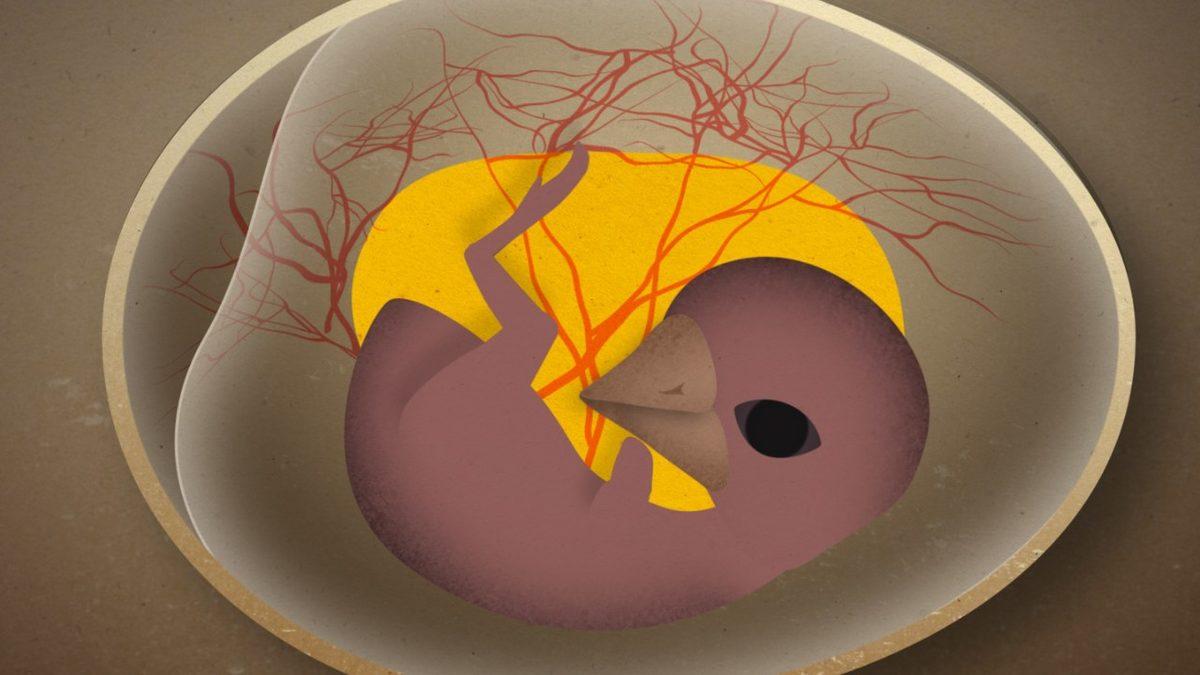 Göbek Bağı Olmayan Civcivler, Yumurtalarının İçindeyken Nefes Almayı Nasıl Başarır?