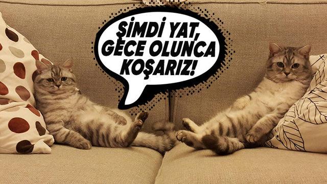 Gündüz Çok Sakin Olan Kediler Geceleri Neden Delirmiş Gibi Koşmaya Başlıyorlar? O Kadar Enerji Boşuna Gelmiyor!