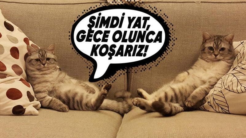 Gündüz Çok Sakin Olan Kediler Geceleri Neden Delirmiş Gibi Koşmaya Başlıyorlar? O Kadar Enerji Boşuna Gelmiyor!