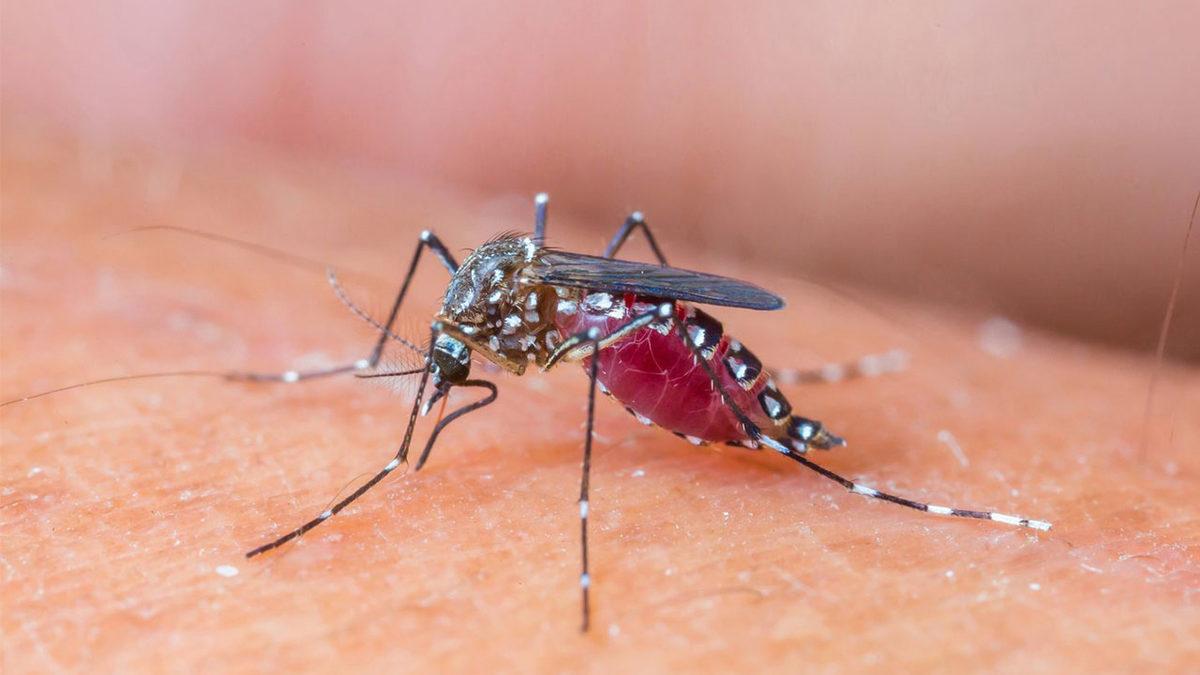 Isıranların Hepsi Dişiymiş: Erkek Sivrisineklerin Bizi Hiç Isırmamasının Basit Ama Çok Mantıklı Sebebi