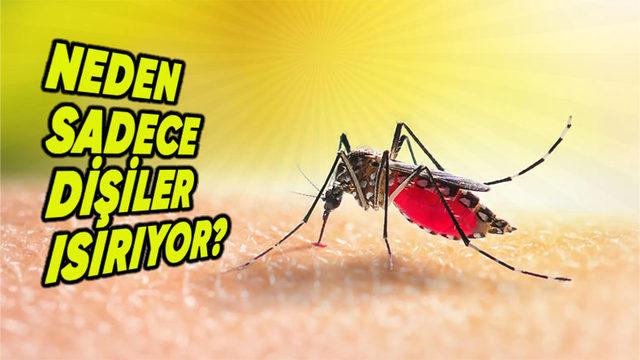 Isıranların Hepsi Dişiymiş: Erkek Sivrisineklerin Bizi Hiç Isırmamasının Basit Ama Çok Mantıklı Sebebi