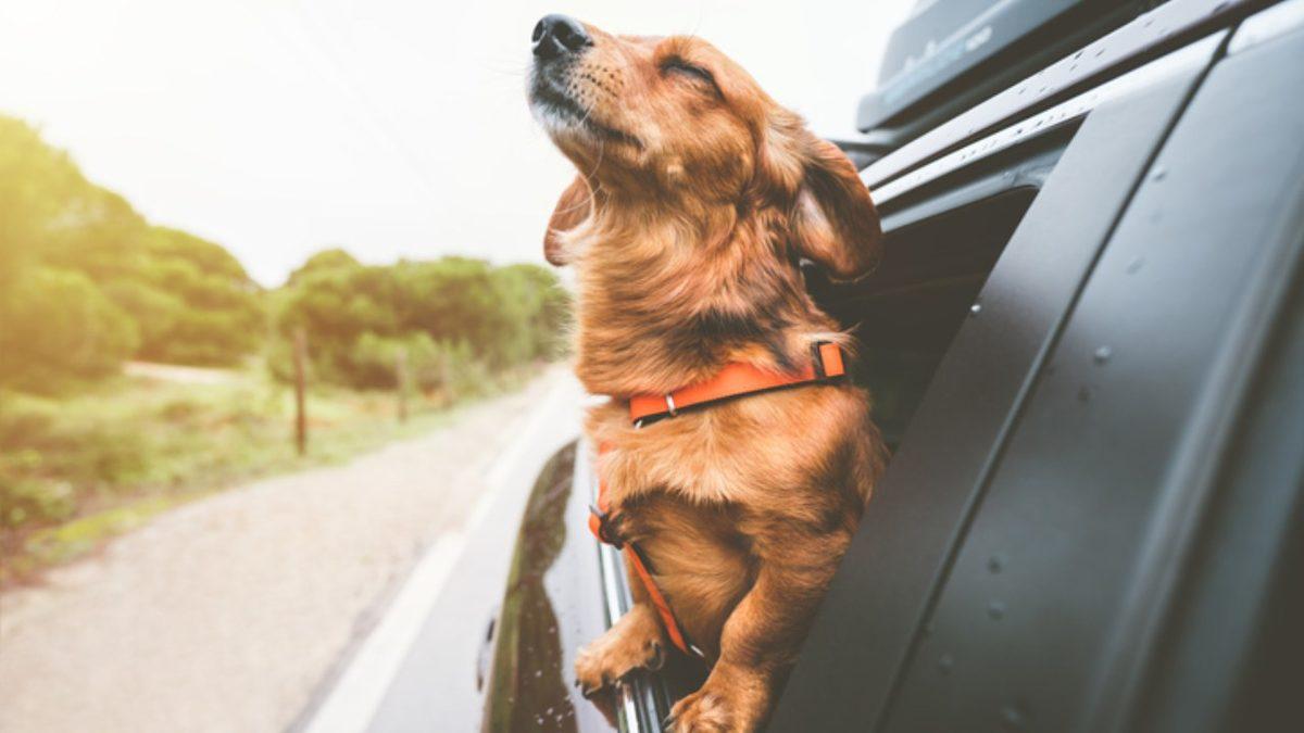 Köpekler Yolculuk Sırasında Kafalarını Araba Camlarından Dışarı Çıkarmakta Neden Bu Kadar Israrcıdır?
