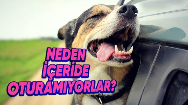 Köpekler Yolculuk Sırasında Kafalarını Araba Camlarından Dışarı Çıkarmakta Neden Bu Kadar Israrcıdır?