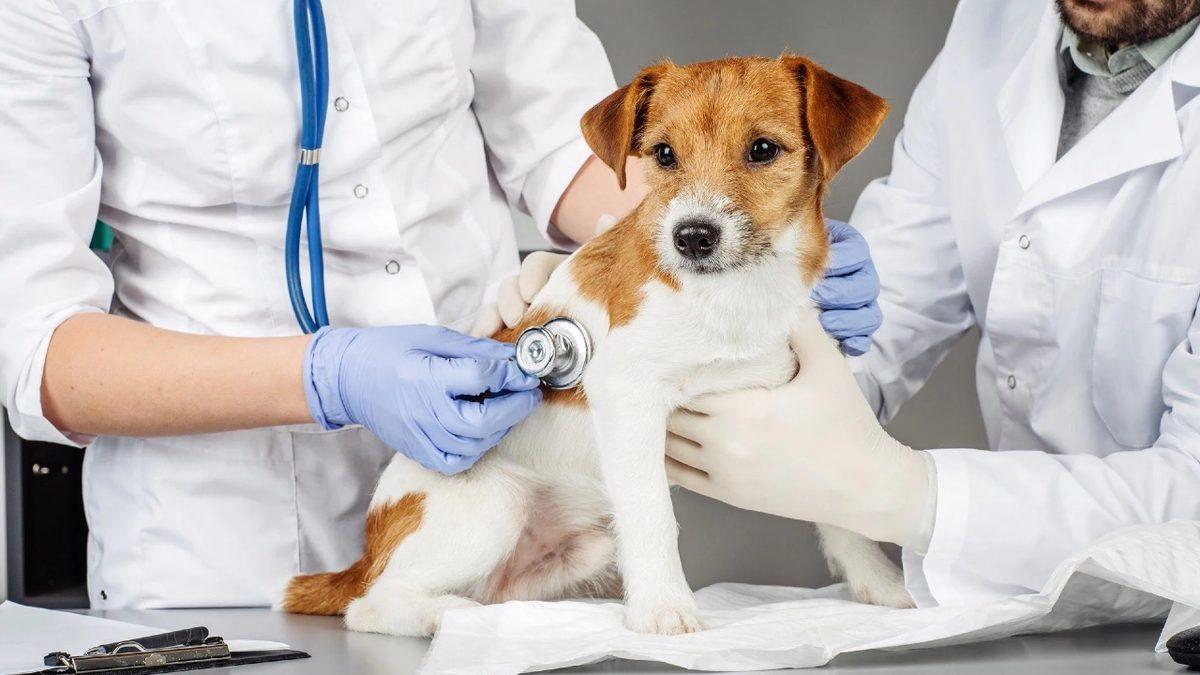 Yuvasını Bir Köpekle Paylaşanların En Sık Yaptığı 15 Hata