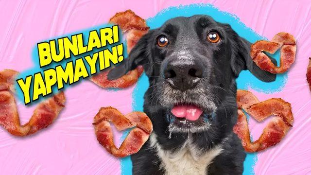 Yuvasını Bir Köpekle Paylaşanların En Sık Yaptığı 15 Hata