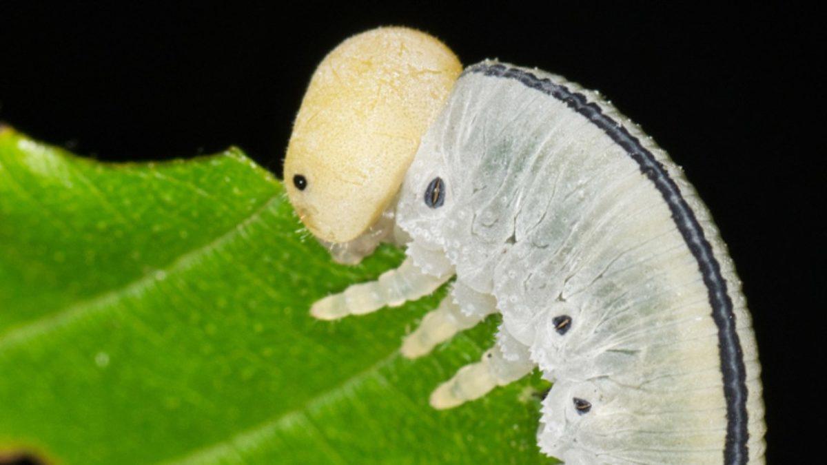 Sokak Lambaları Nasıl Oluyor da Böcekleri Aç Bırakarak Onların Hayatını Tehdit Ediyor?