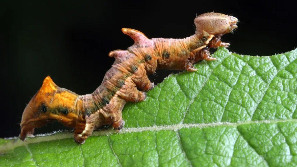 Sokak Lambaları Nasıl Oluyor da Böcekleri Aç Bırakarak Onların Hayatını Tehdit Ediyor?